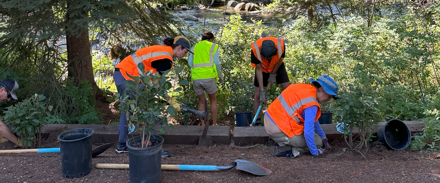 Four people in bright safety vests dig holes and plant native plants along a creek.